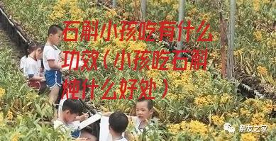 石斛小孩吃有什么功效