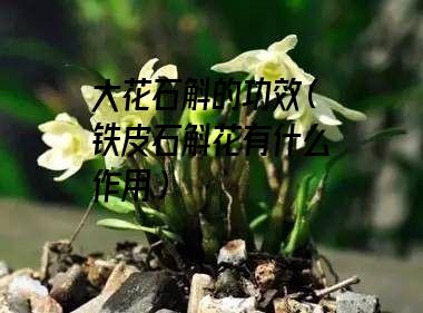 大花石斛的功效（铁皮石斛花有什么作用）