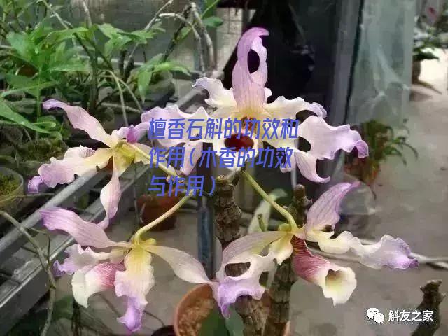 檀香石斛的功效和作用