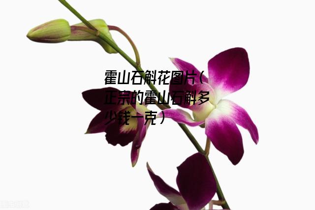 霍山石斛花图片