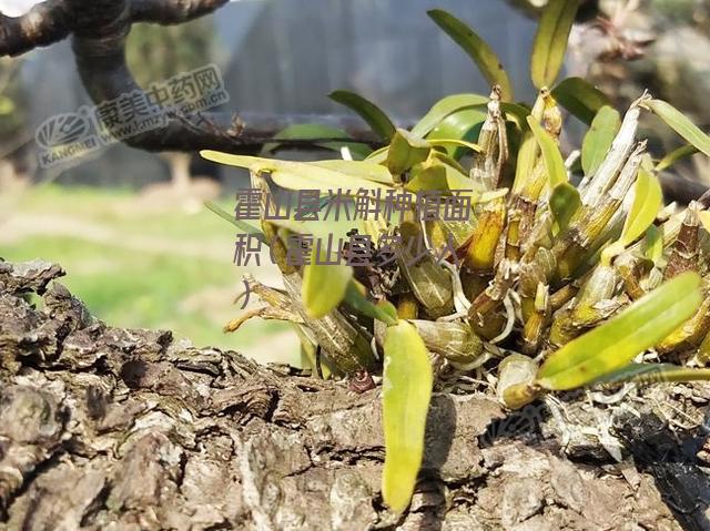 霍山县米斛种植面积