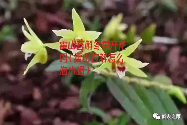 霍山石斛冬季开花吗