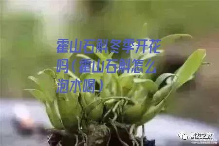 霍山石斛冬季开花吗