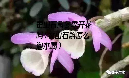 霍山石斛冬季开花吗