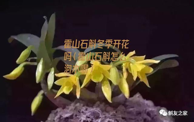 霍山石斛冬季开花吗