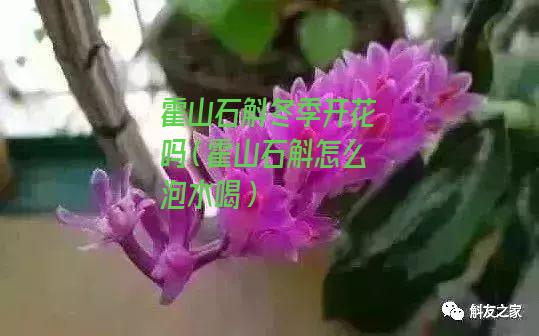 霍山石斛冬季开花吗