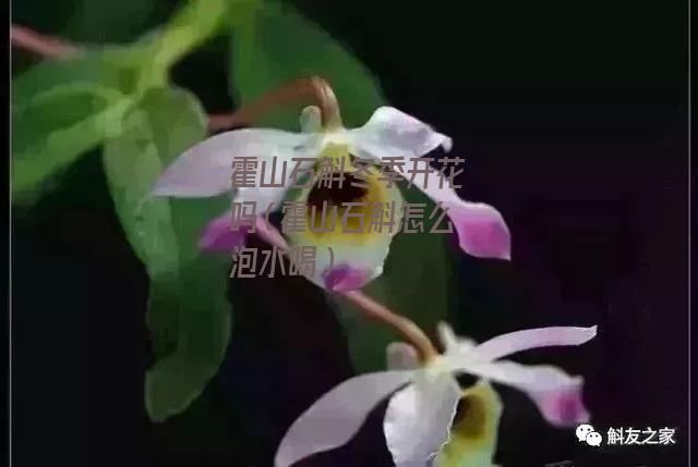 霍山石斛冬季开花吗