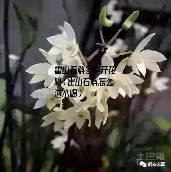 霍山石斛冬季开花吗