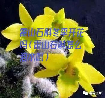 霍山石斛冬季开花吗