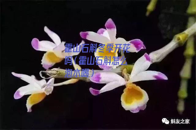 霍山石斛冬季开花吗