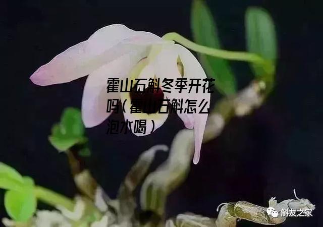 霍山石斛冬季开花吗