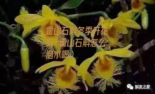 霍山石斛冬季开花吗