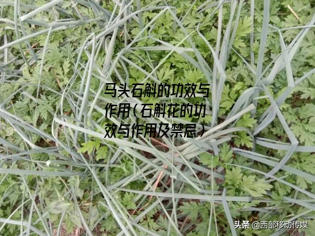 马头石斛的功效与作用