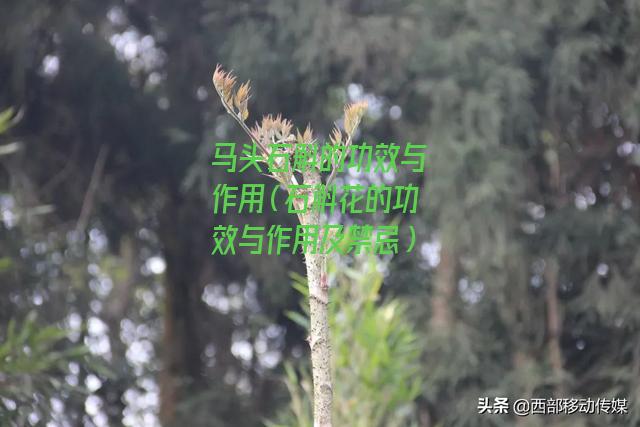 马头石斛的功效与作用