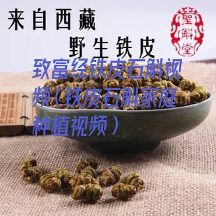 致富经铁皮石斛视频（铁皮石斛家庭种植视频）