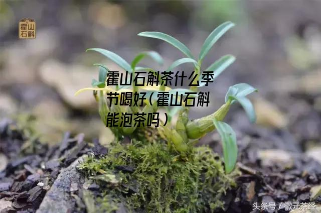 霍山石斛茶什么季节喝好