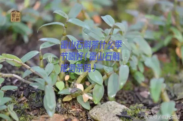 霍山石斛茶什么季节喝好