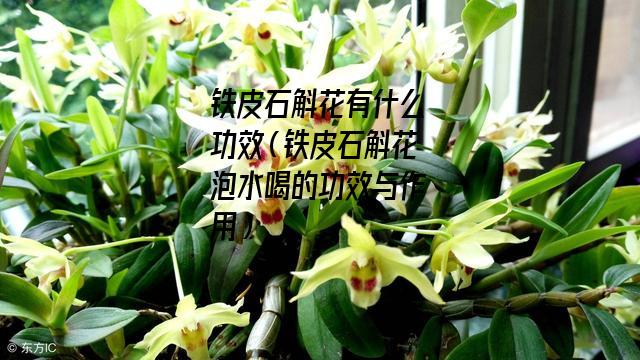 铁皮石斛花有什么功效