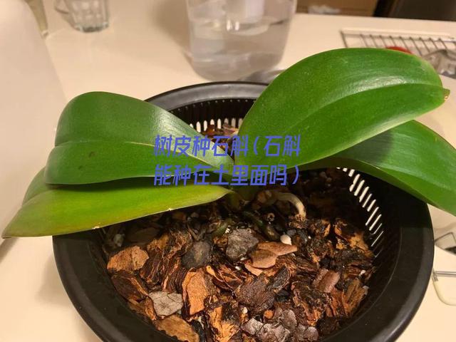 树皮种石斛