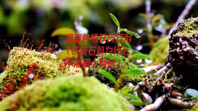 温室种植铁皮石斛