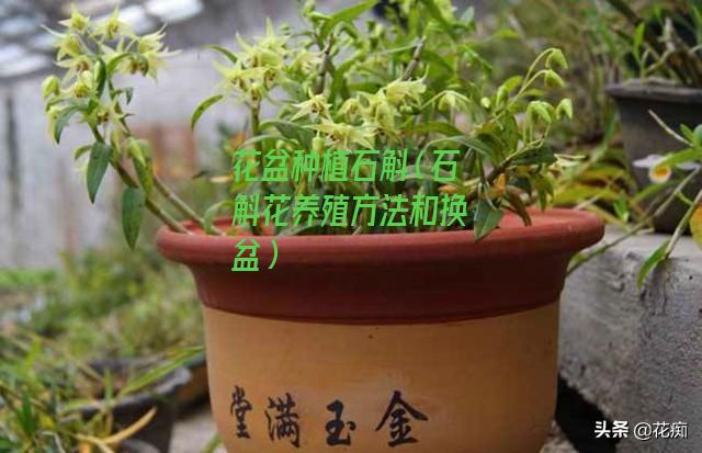 花盆种植石斛