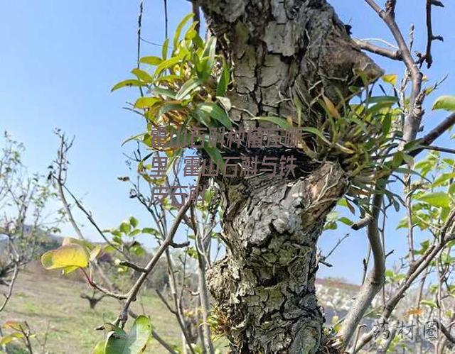 霍山石斛种植在哪里