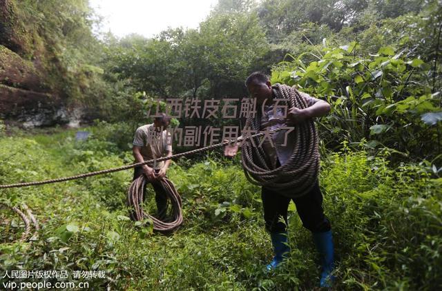 江西铁皮石斛