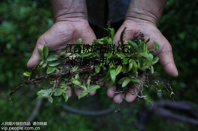 江西铁皮石斛