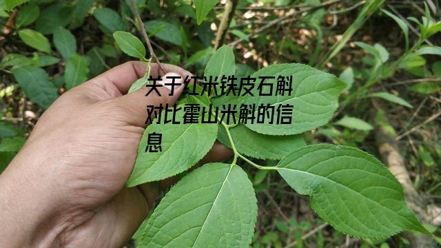 红米铁皮石斛对比霍山米斛