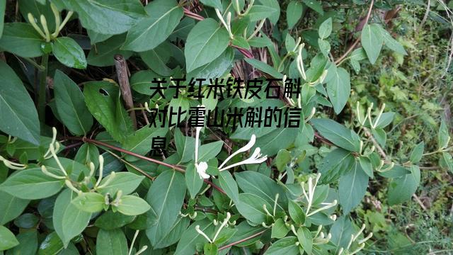 红米铁皮石斛对比霍山米斛