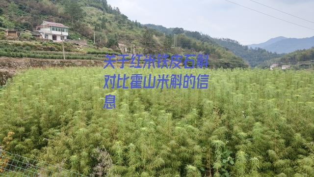 红米铁皮石斛对比霍山米斛