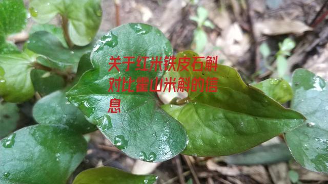 红米铁皮石斛对比霍山米斛