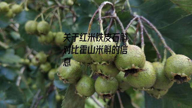 红米铁皮石斛对比霍山米斛