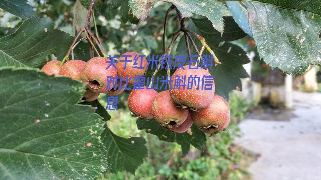 红米铁皮石斛对比霍山米斛