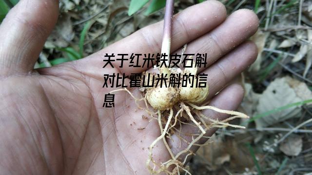 红米铁皮石斛对比霍山米斛