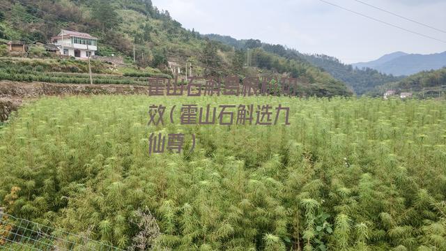 霍山石斛葛根粉功效