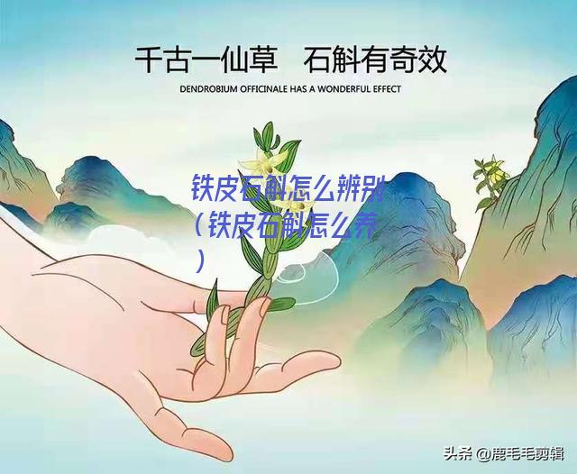 铁皮石斛怎么辨别