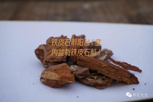 铁皮石斛阳台