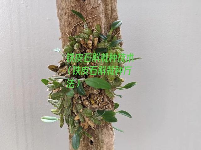 铁皮石斛栽种技术