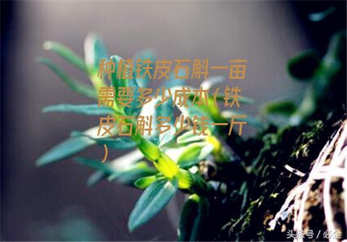 种植铁皮石斛一亩需要多少成本