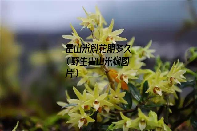 霍山米斛花期多久