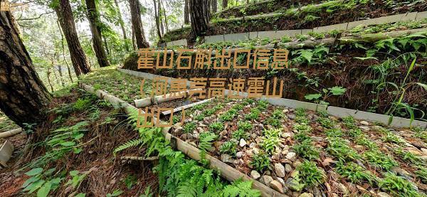 霍山石斛出口信息