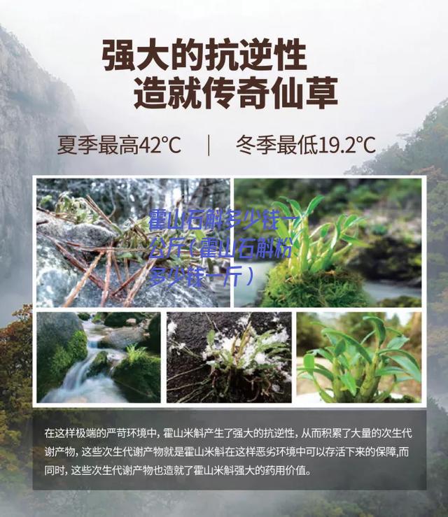 霍山石斛多少钱一公斤