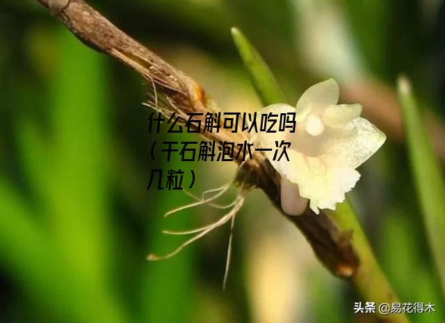 什么石斛可以吃吗