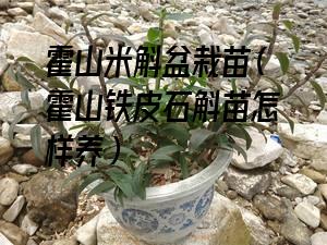 霍山米斛盆栽苗（霍山铁皮石斛苗怎样养）