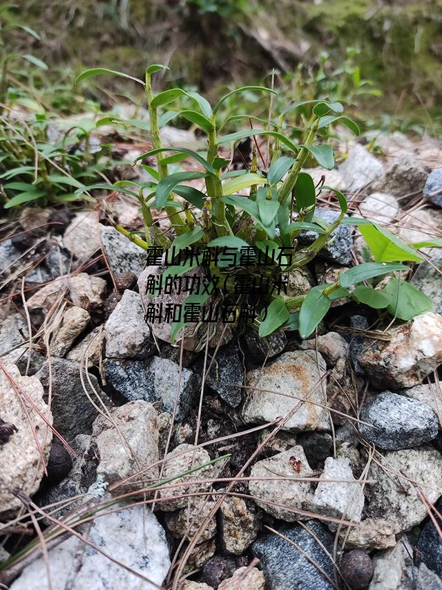 霍山米斛与霍山石斛的功效