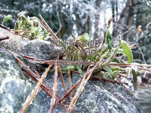 霍山米斛与霍山石斛的功效