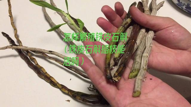 怎样繁殖铁皮石斛