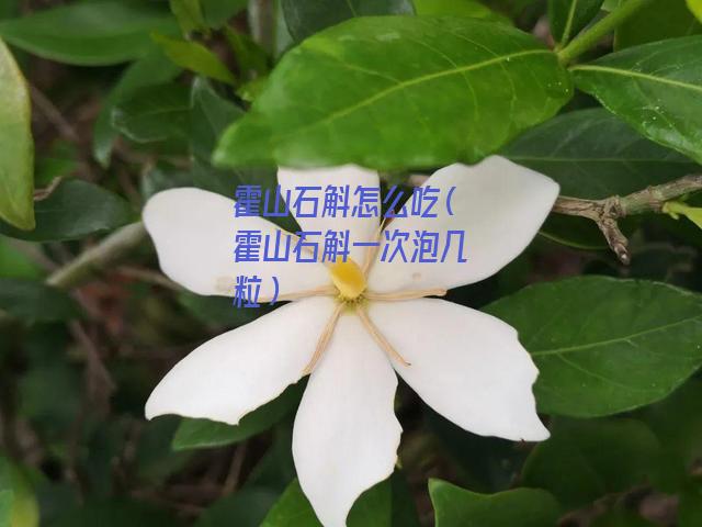 霍山石斛怎么吃