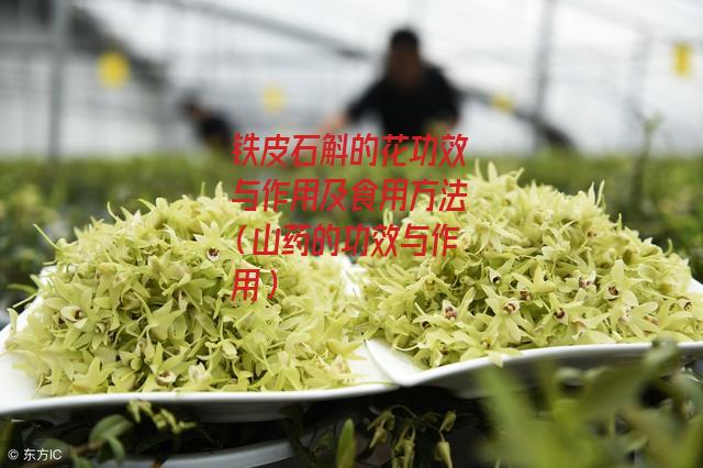 铁皮石斛的花功效与作用及食用方法